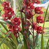 Cymbidium (Chocolate Drop x Blazing Carrot) 'Bronze' - Image 5