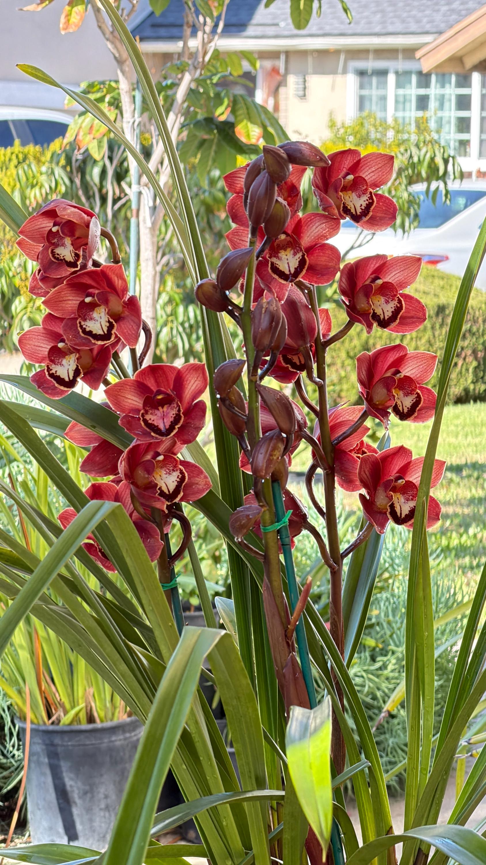 Cymbidium (Chocolate Drop x Blazing Carrot) 'Bronze' - Image 5