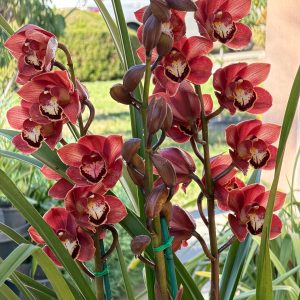 Alternative view of Cymbidium (Chocolate Drop x Blazing Carrot) 'Bronze'