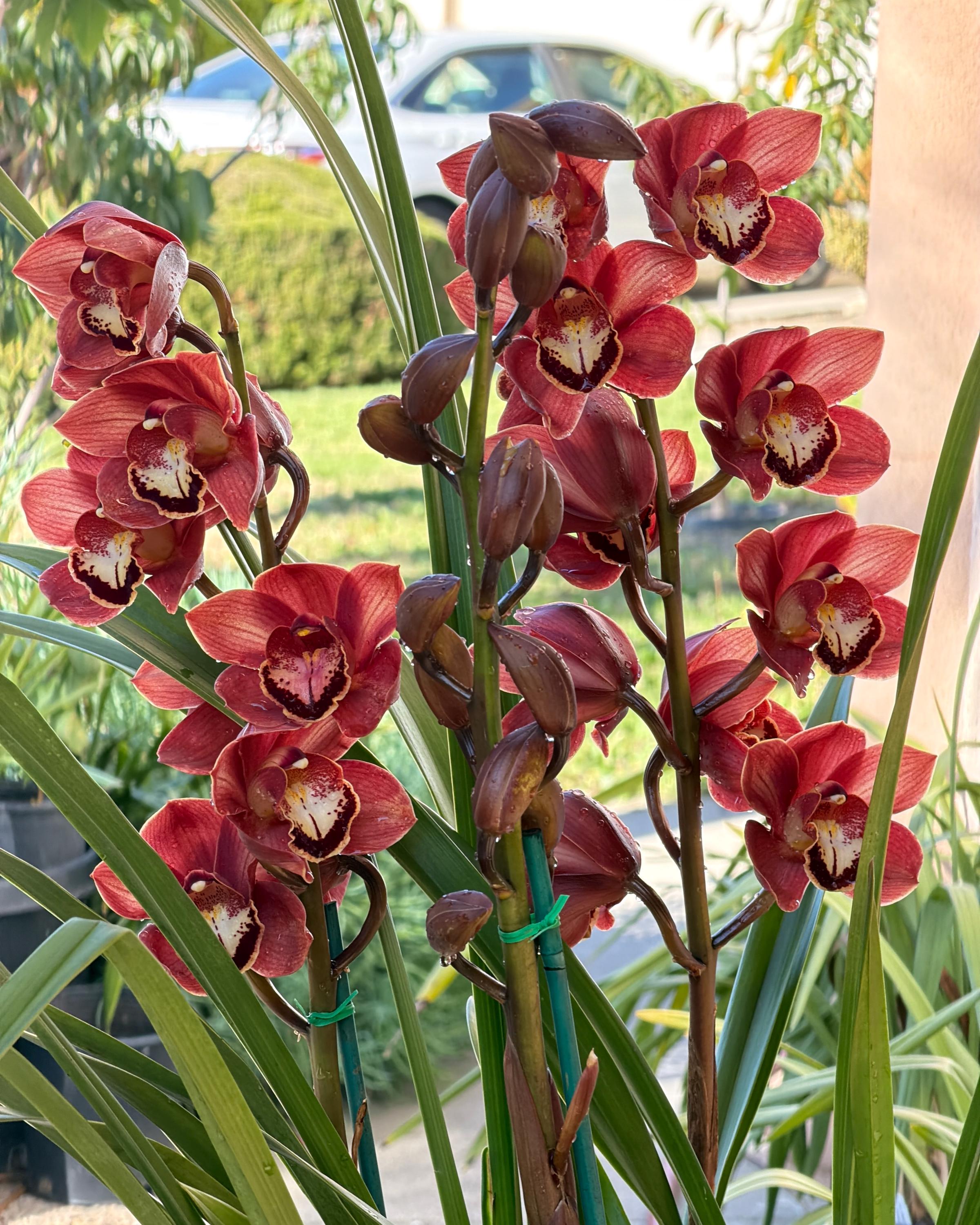 Alternative view of Cymbidium (Chocolate Drop x Blazing Carrot) 'Bronze'