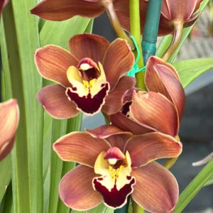 Cymbidium Lancashire Ruby 'Valerie'