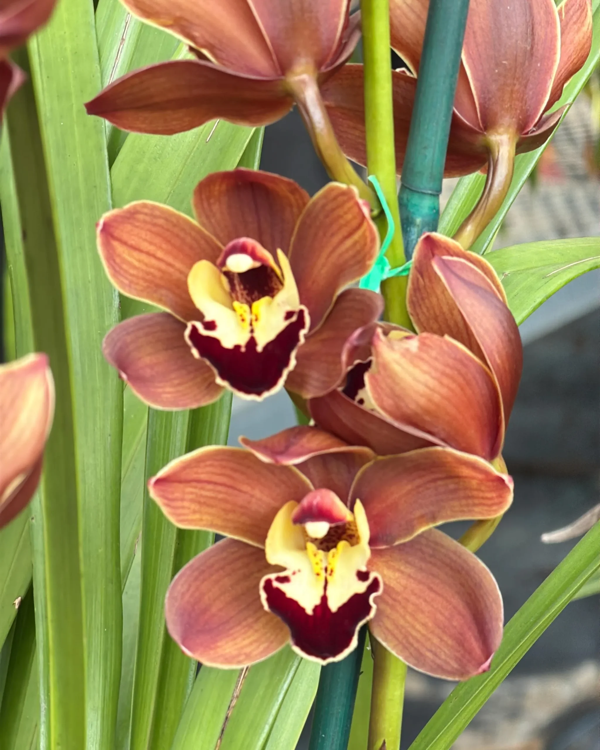 Cymbidium Lancashire Ruby 'Valerie'