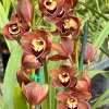 Cymbidium Lancashire Ruby 'Valerie' - Image 3