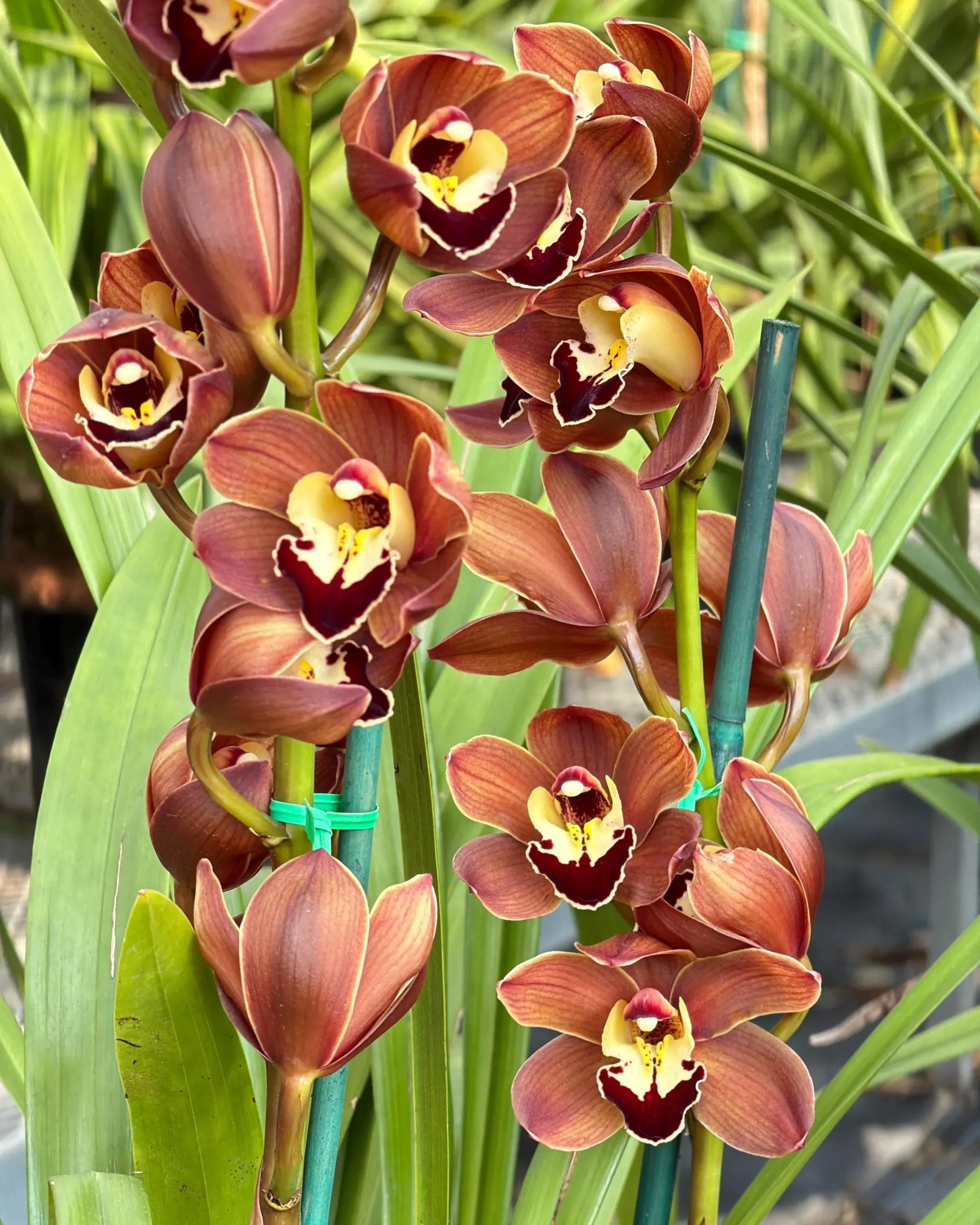 Cymbidium Lancashire Ruby 'Valerie' - Image 3