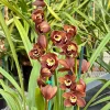 Cymbidium Lancashire Ruby 'Valerie' - Image 4