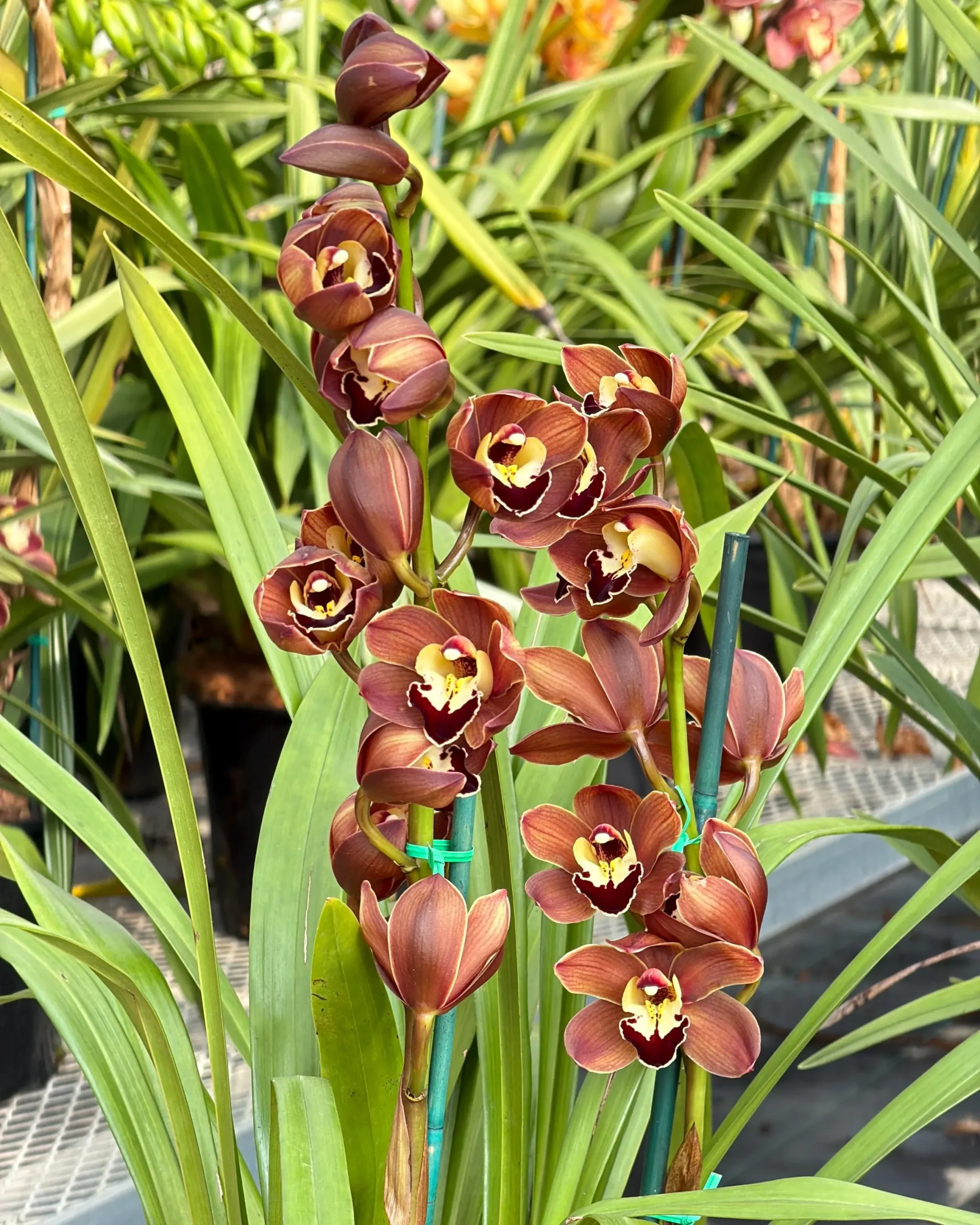 Cymbidium Lancashire Ruby 'Valerie' - Image 4