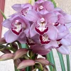 Cymbidium Barrita Whop 'Pink & Dark Lip' - Image 8