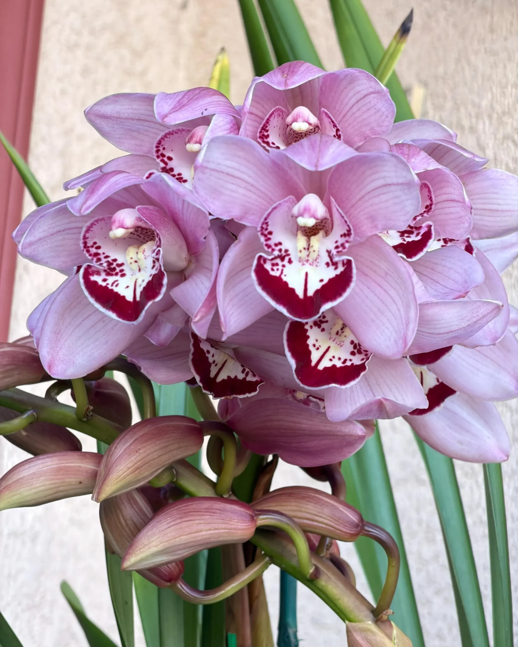 Cymbidium Barrita Whop 'Pink & Dark Lip' - Image 8