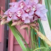 Cymbidium Barrita Whop 'Pink & Dark Lip' - Image 7