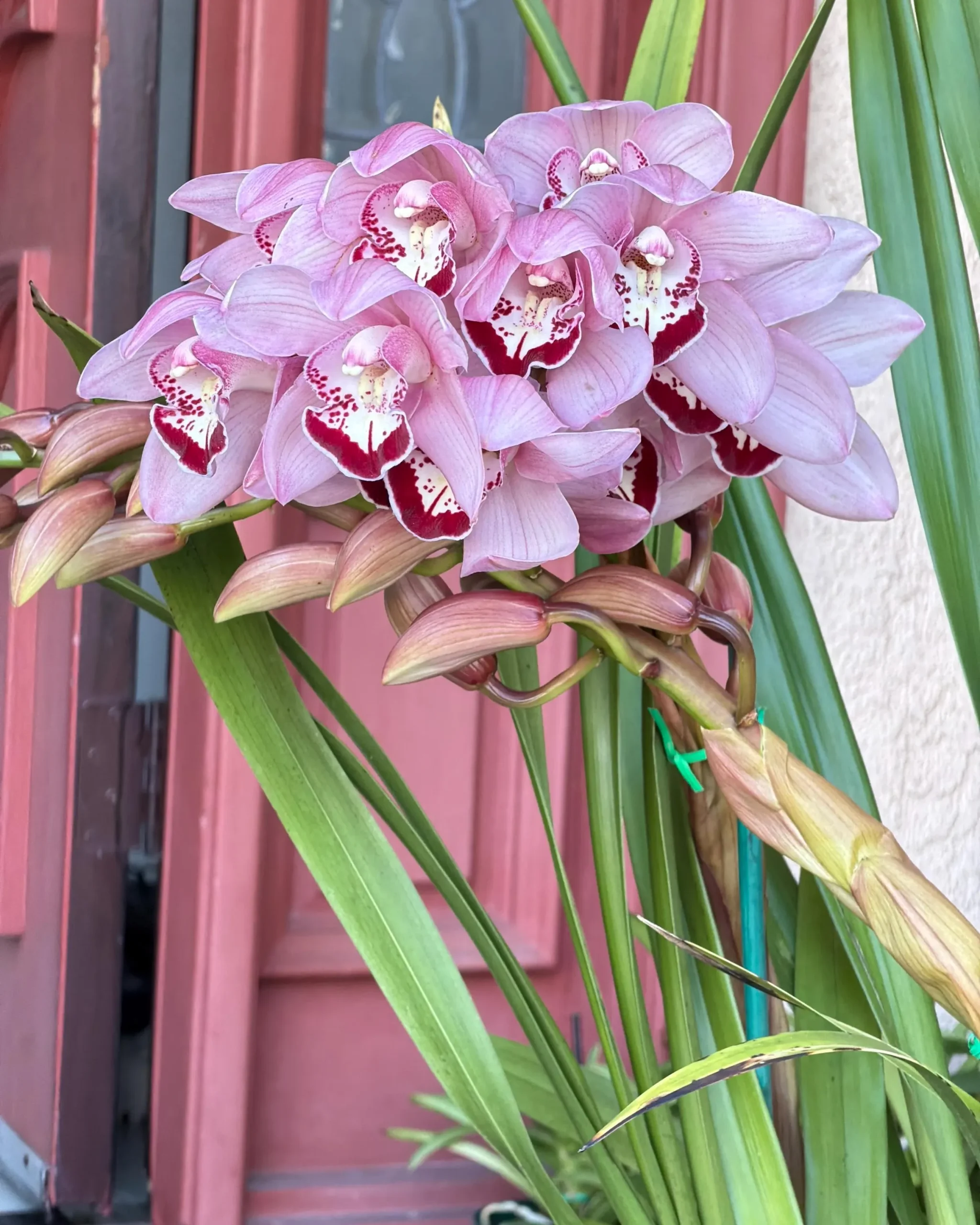 Cymbidium Barrita Whop 'Pink & Dark Lip' - Image 7