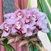 Cymbidium Barrita Whop 'Pink & Dark Lip' - Image 6