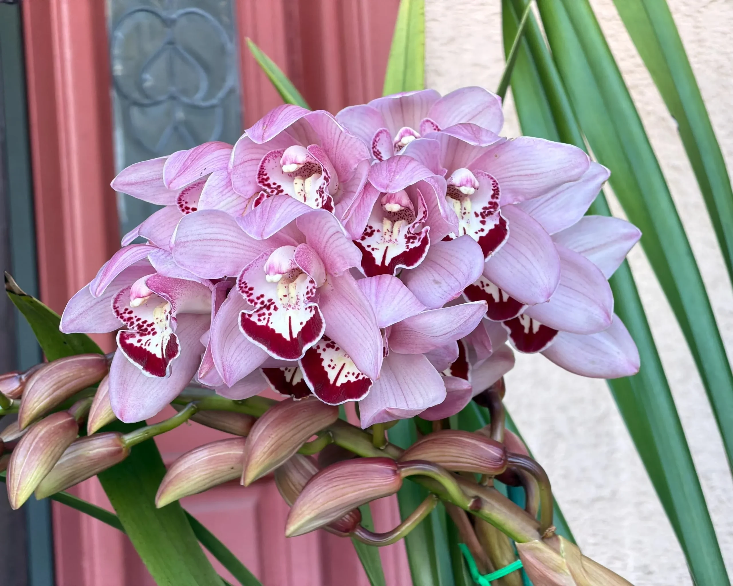 Cymbidium Barrita Whop 'Pink & Dark Lip' - Image 6