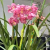 Cymbidium Kulnura Florid 'Bright Pink' - Image 4