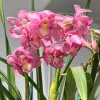 Cymbidium Kulnura Florid 'Bright Pink' - Image 5