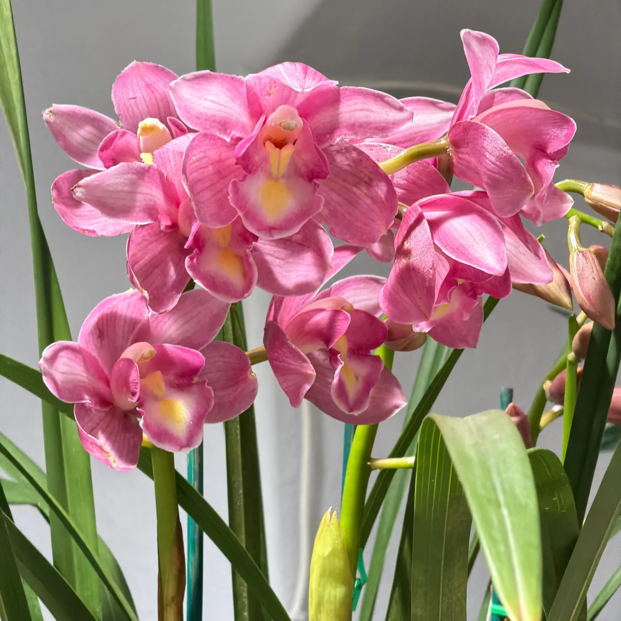 Cymbidium Kulnura Florid 'Bright Pink' - Image 5