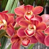 Cymbidium Barrita Toffee ‘Copper Red’