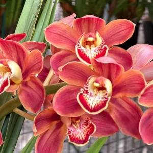 Cymbidium Barrita Toffee ‘Copper Red’