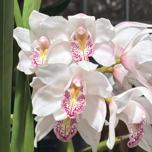 Cymbidium Barrita Nimbus 'Star Light'