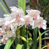 Cymbidium Barrita Nimbus 'Star Light' - Image 3