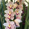 Cymbidium Barrita Patriot 'Dianne' - Image 3
