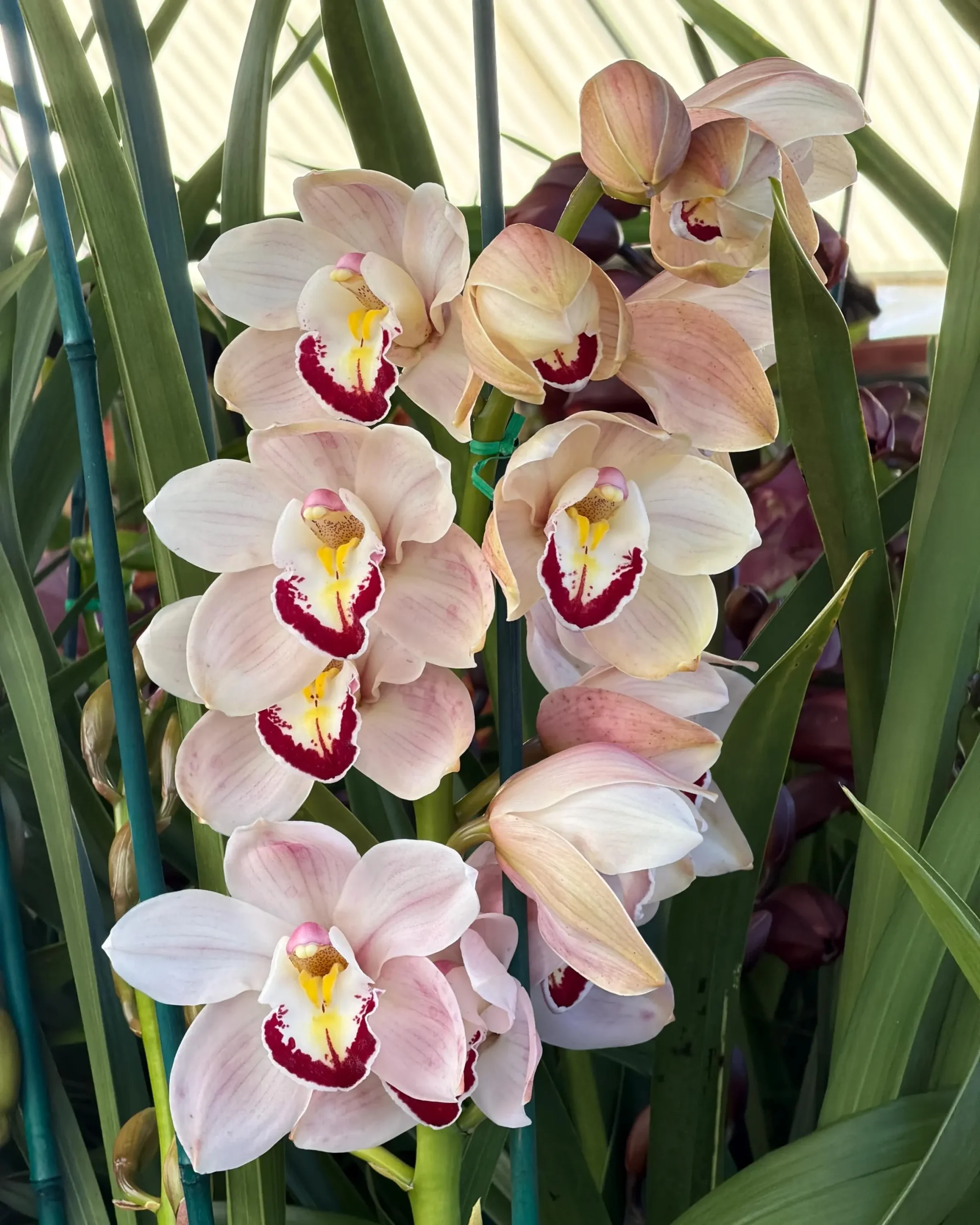 Cymbidium Barrita Patriot 'Dianne' - Image 3