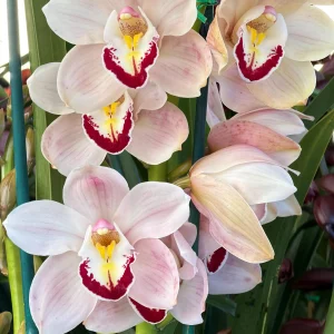 Cymbidium Barrita Patriot 'Dianne'