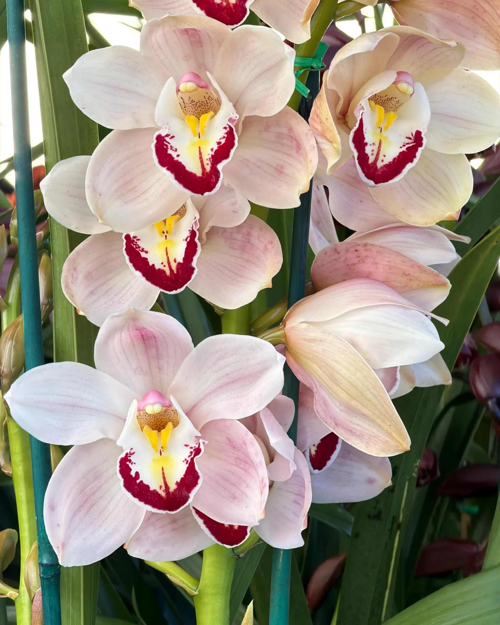 Cymbidium Barrita Patriot 'Dianne'