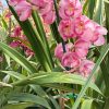Cymbidium Kulnura Florid '2 Spike Pink' - Image 6