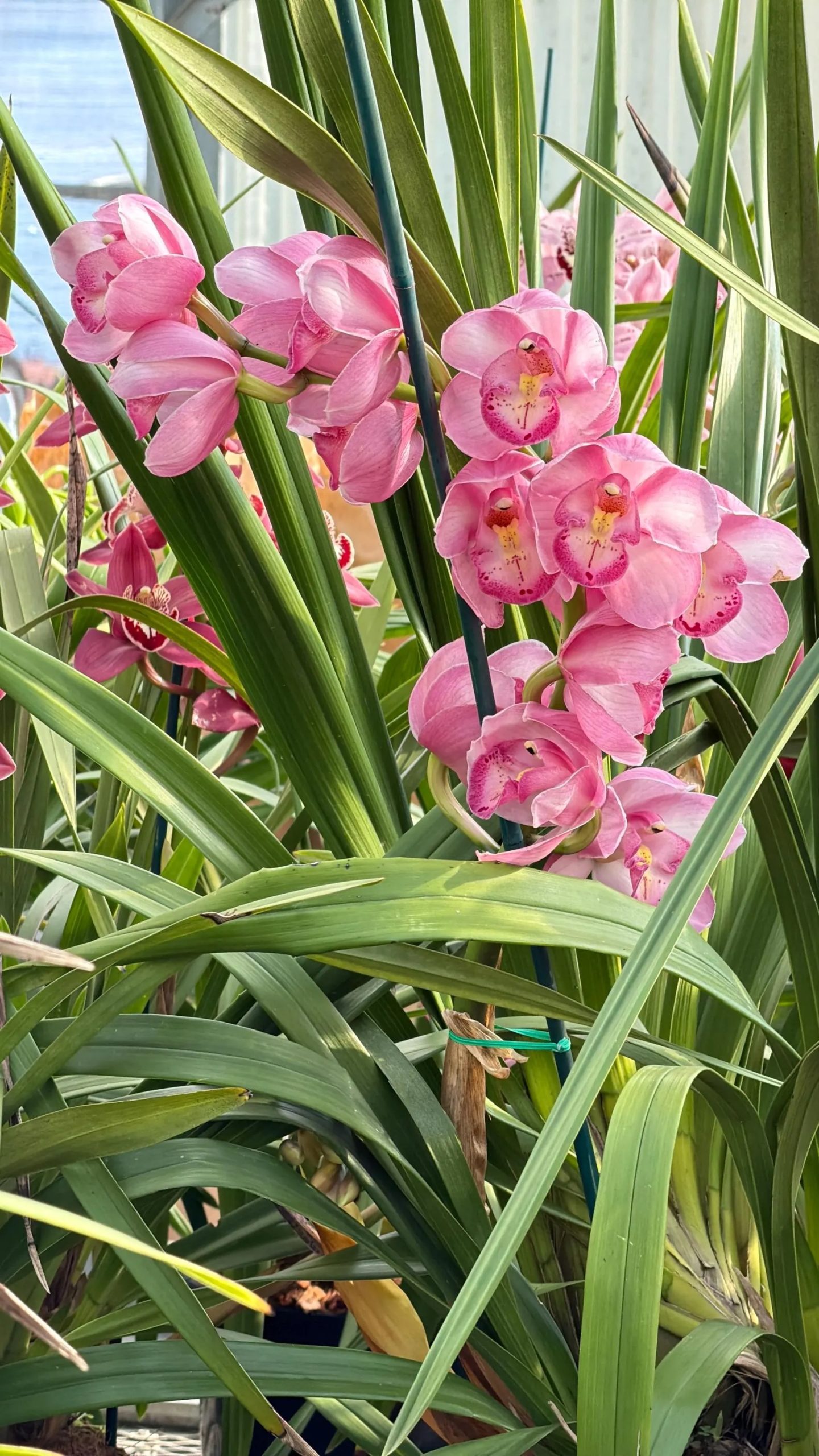 Cymbidium Kulnura Florid '2 Spike Pink' - Image 6