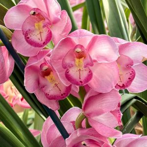 Alternative view of Cymbidium Kulnura Florid '2 Spike Pink'