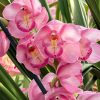 Cymbidium Kulnura Florid '2 Spike Pink' - Image 2