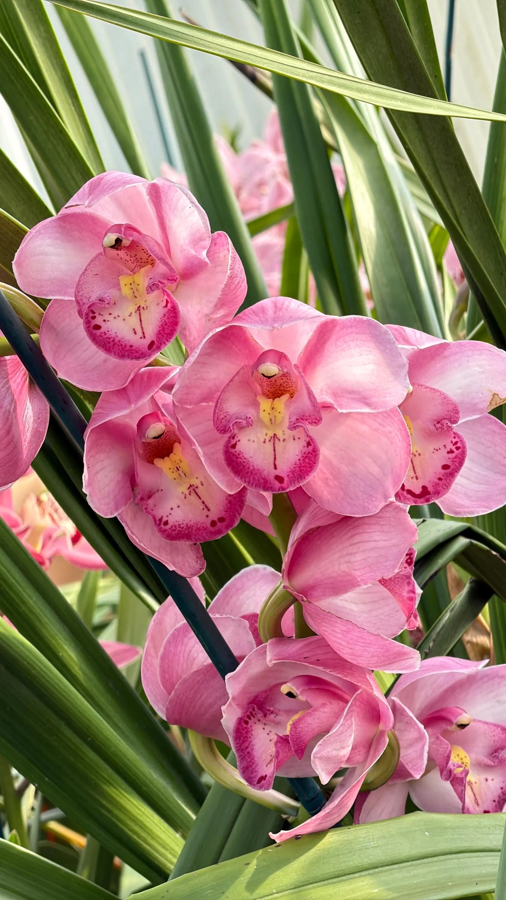 Alternative view of Cymbidium Kulnura Florid '2 Spike Pink'