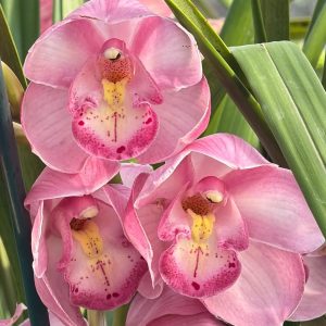 Cymbidium Kulnura Florid '2 Spike Pink'