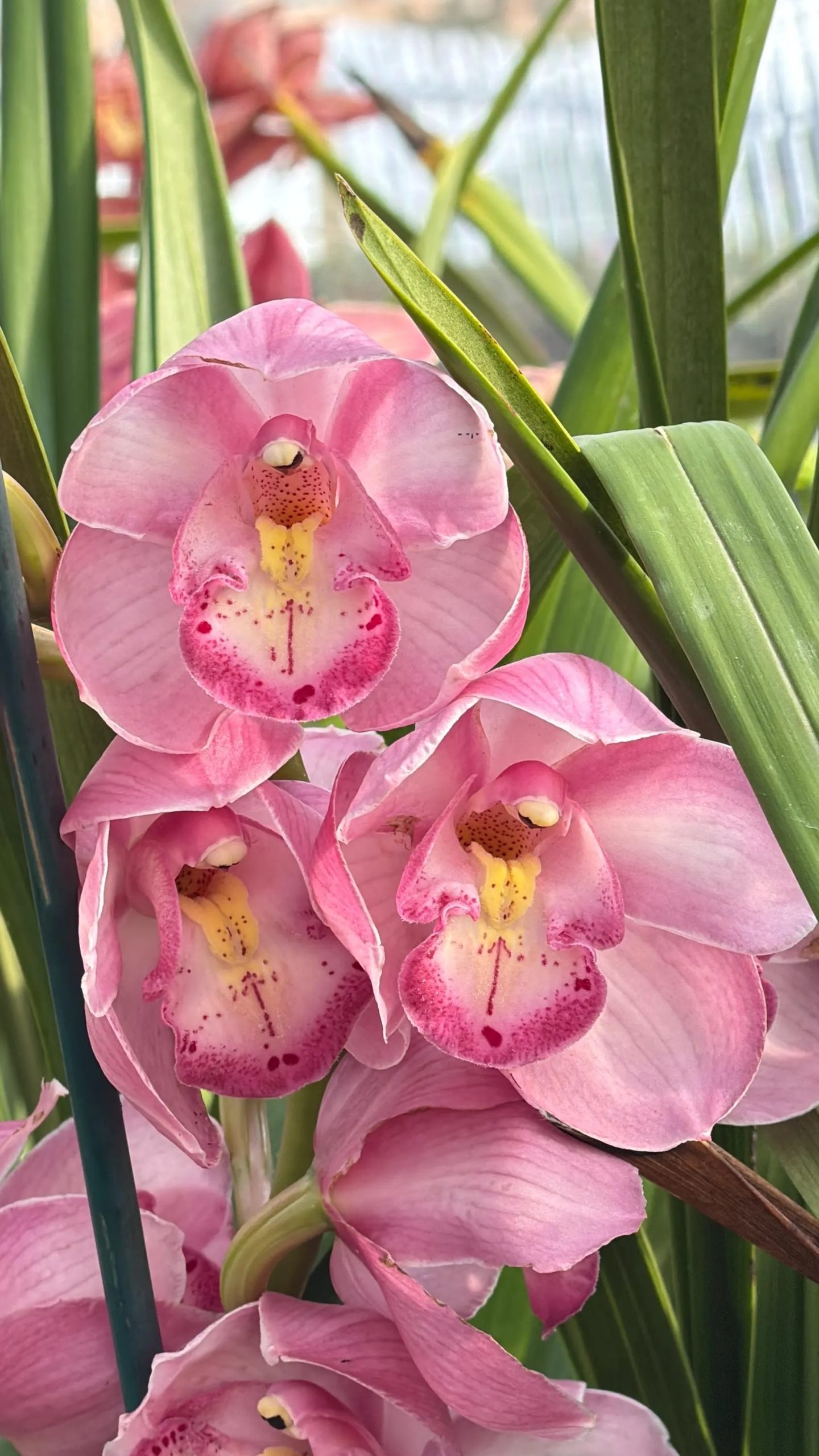 Cymbidium Kulnura Florid '2 Spike Pink'