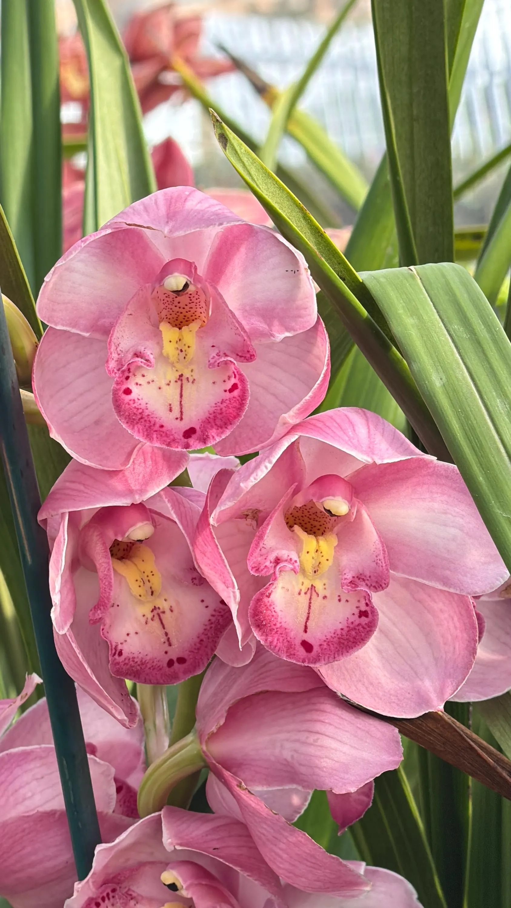 Cymbidium Kulnura Florid '2 Spike Pink'