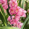 Cymbidium Kulnura Florid '2 Spike Pink' - Image 3