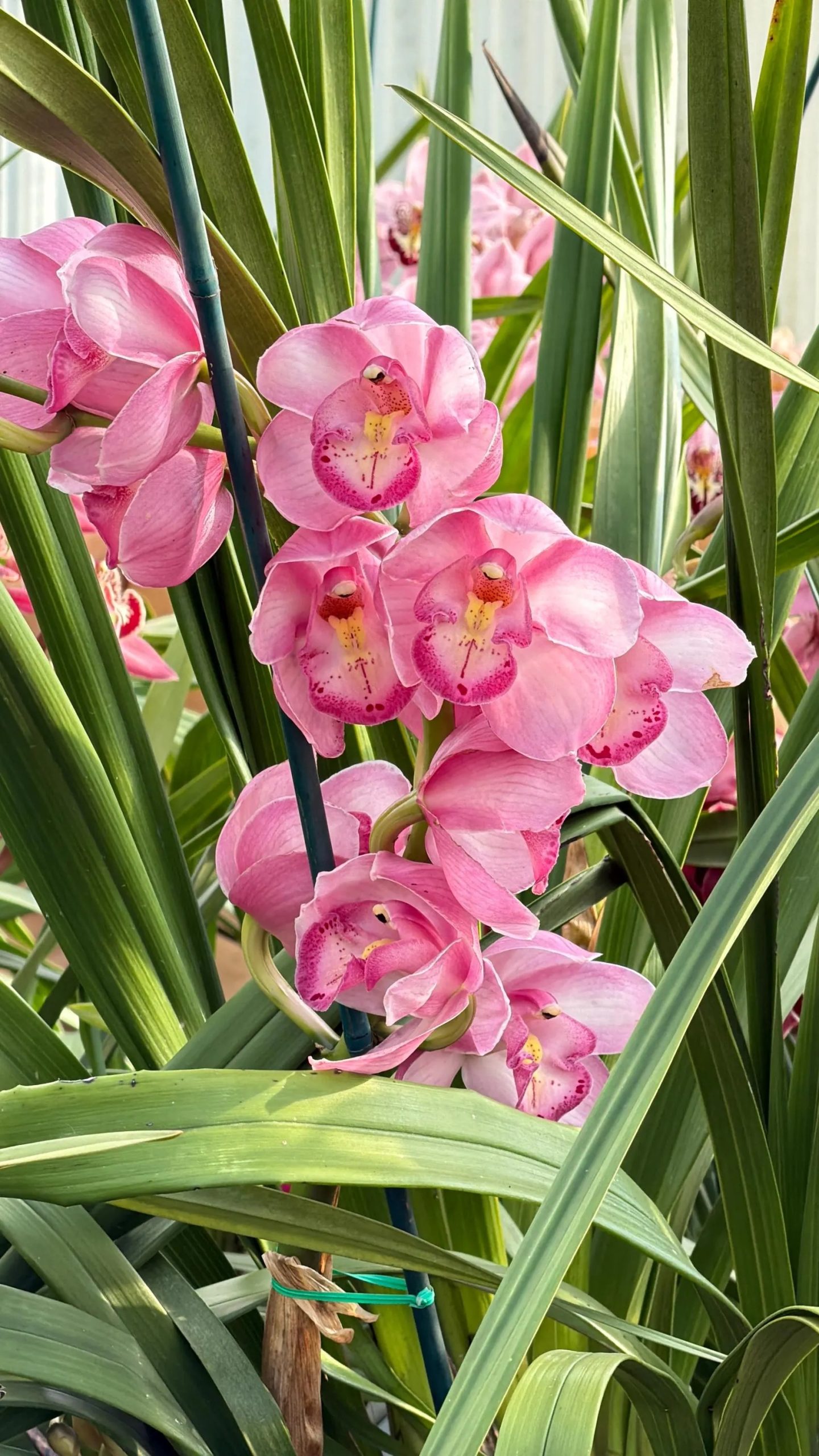 Cymbidium Kulnura Florid '2 Spike Pink' - Image 3