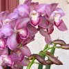 Cymbidium Barrita Nous 'Pink 2 spk' - Image 3