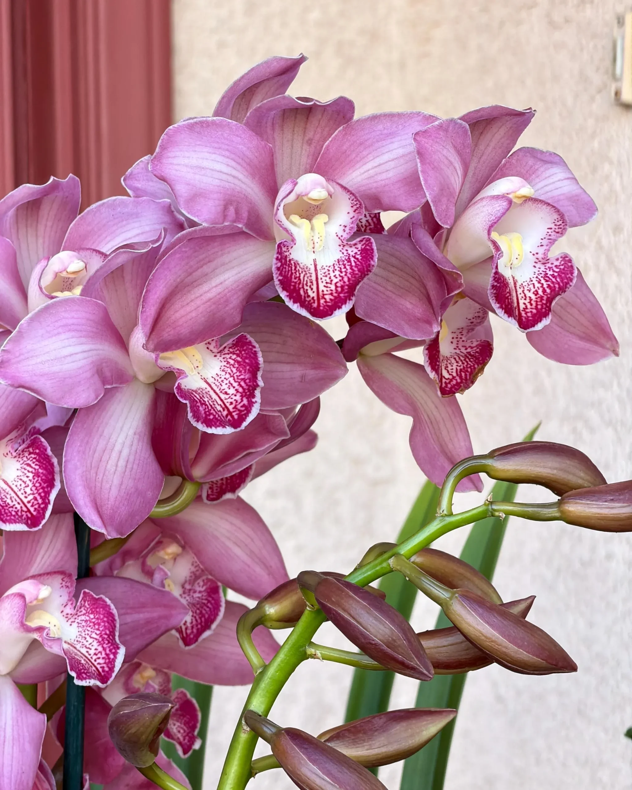 Cymbidium Barrita Nous 'Pink 2 spk' - Image 3