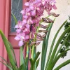 Cymbidium Barrita Nous 'Pink 2 spk' - Image 5