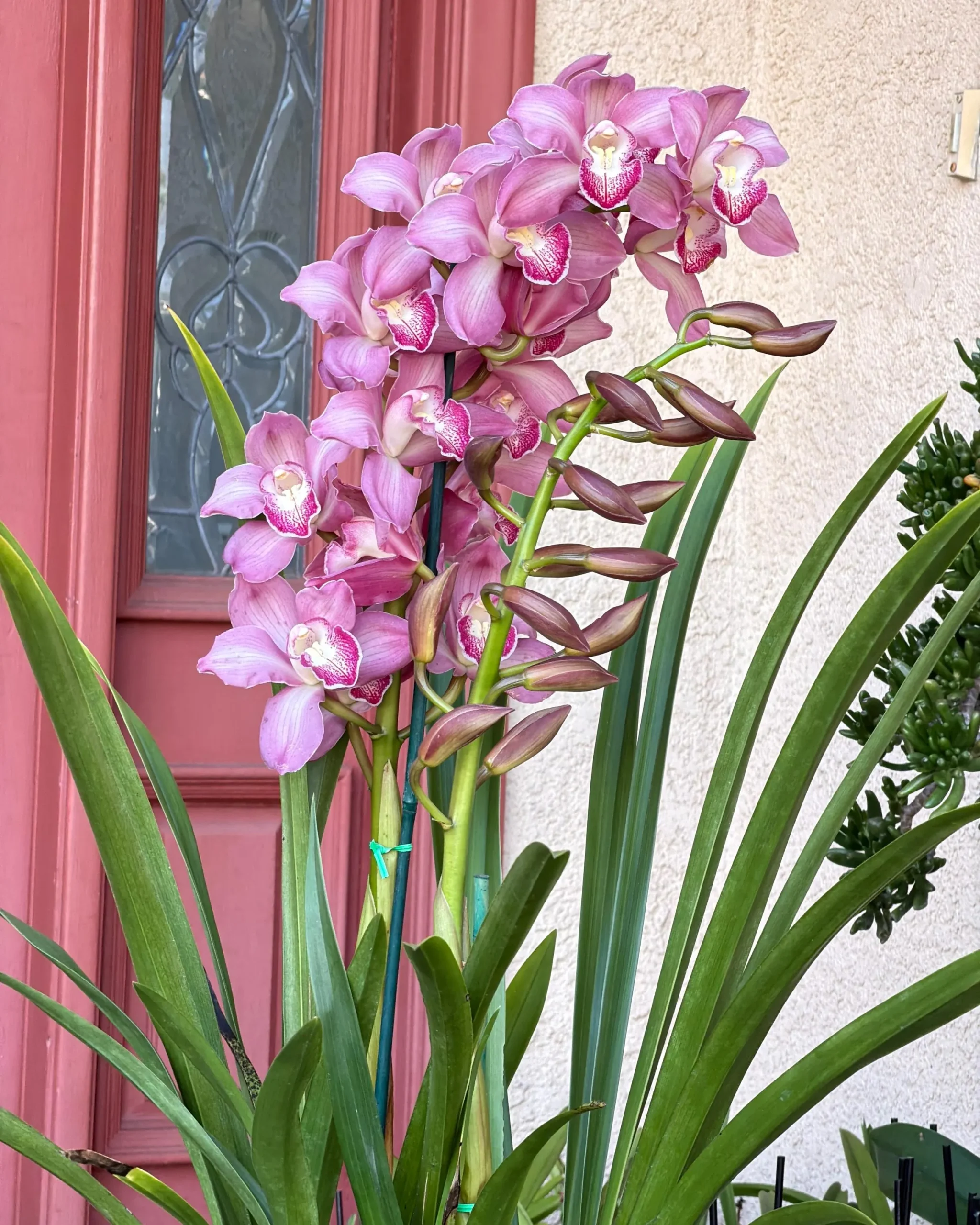 Cymbidium Barrita Nous 'Pink 2 spk' - Image 5