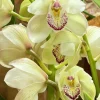 Cymbidium Kulnura Cherish 'GeeBee' - Image 3