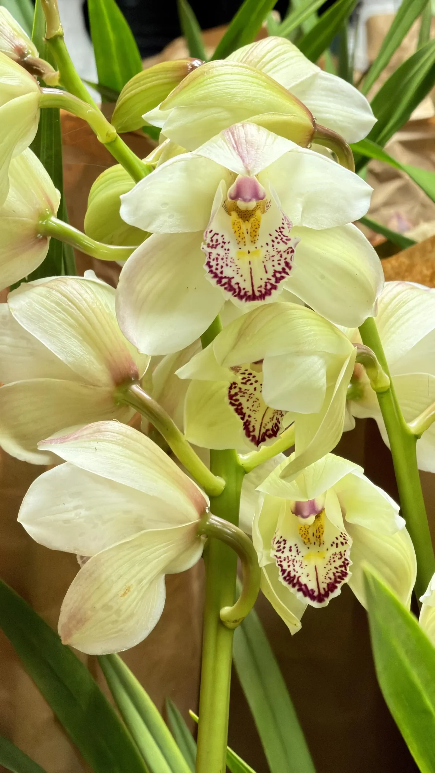 Cymbidium Kulnura Cherish 'GeeBee' - Image 3