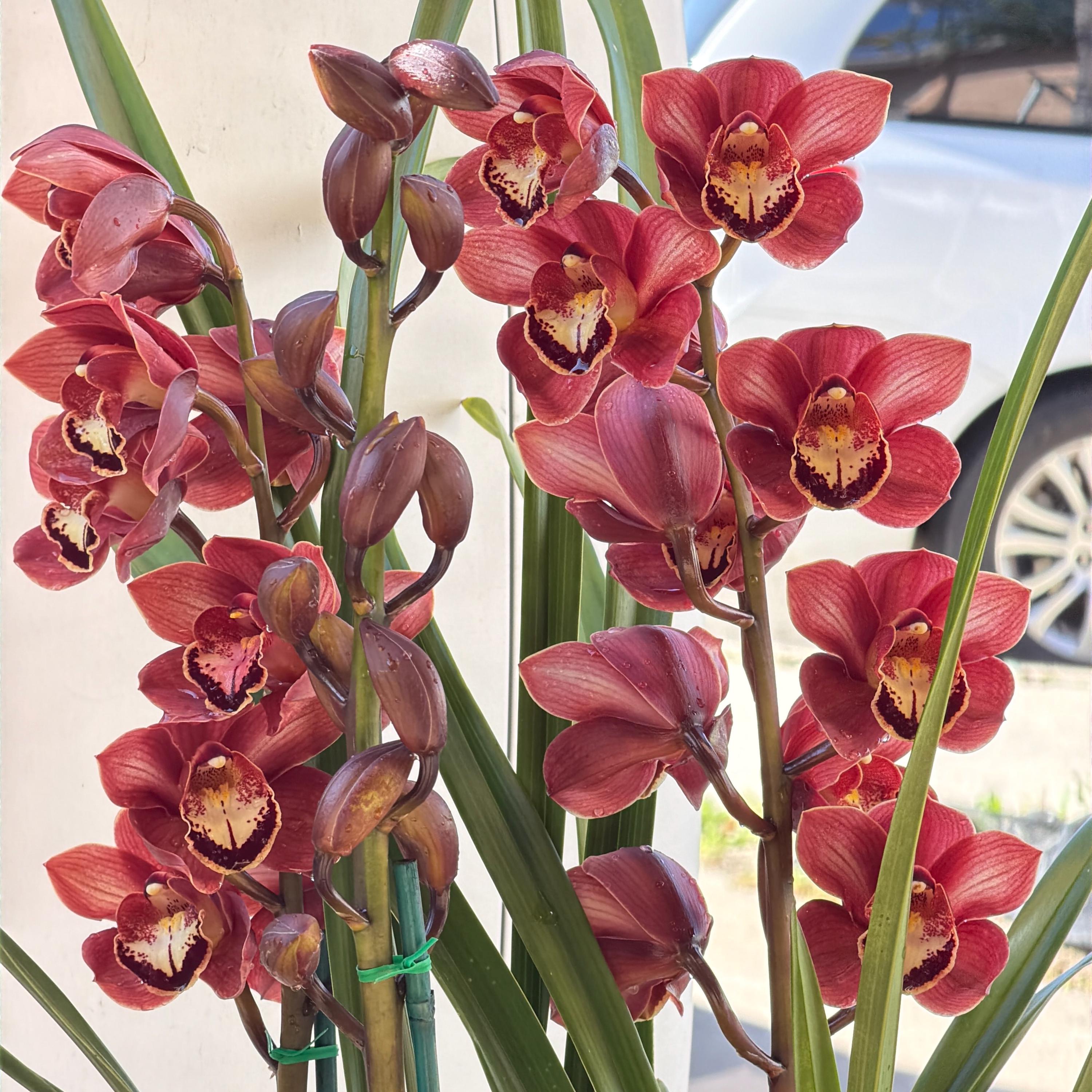 Cymbidium (Chocolate Drop x Blazing Carrot) 'Bronze' - Image 3