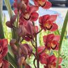 Cymbidium (Chocolate Drop x Blazing Carrot) 'Bronze' - Image 6