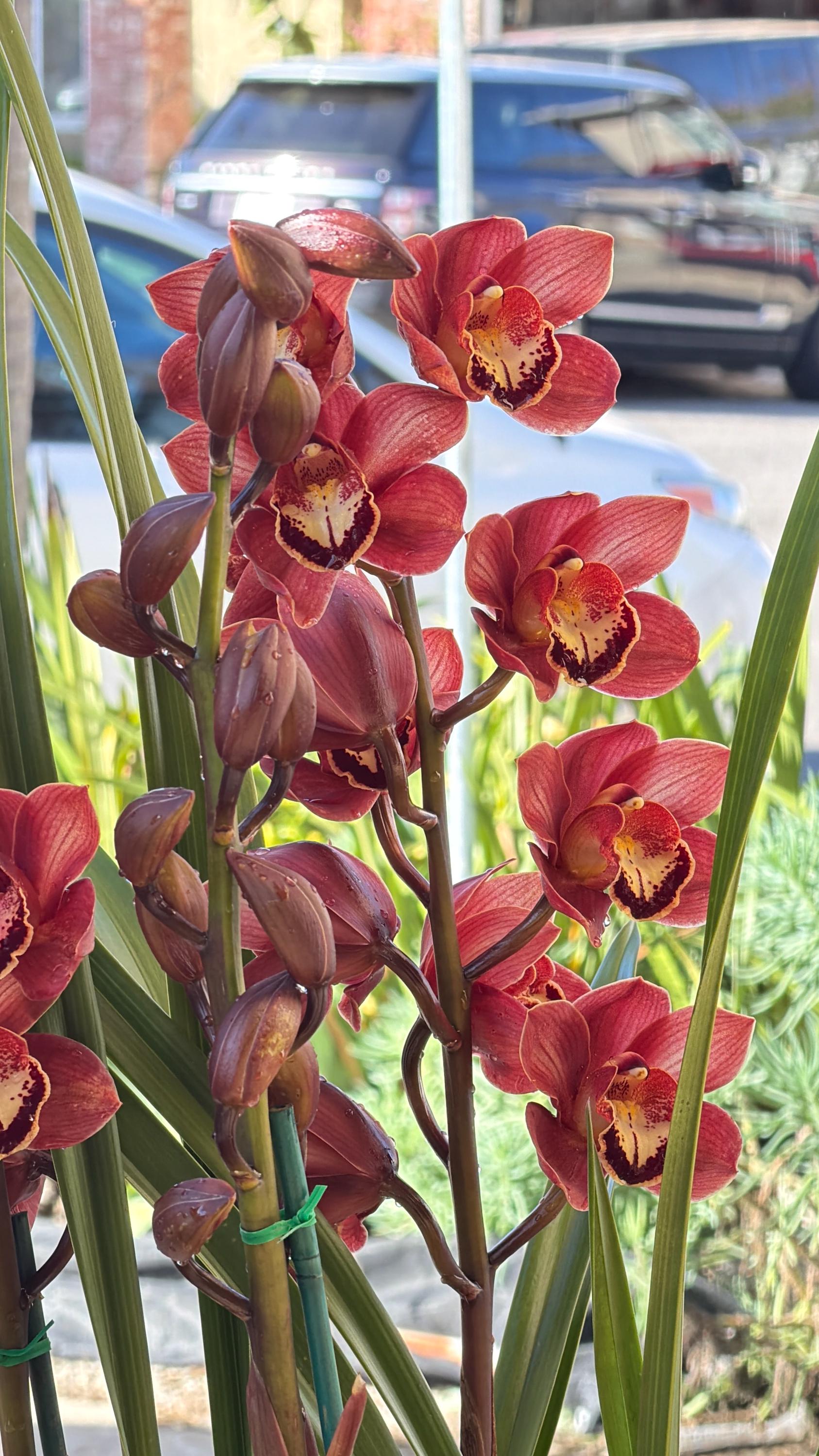 Cymbidium (Chocolate Drop x Blazing Carrot) 'Bronze' - Image 6