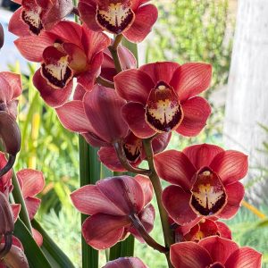 Cymbidium (Chocolate Drop x Blazing Carrot) 'Bronze'