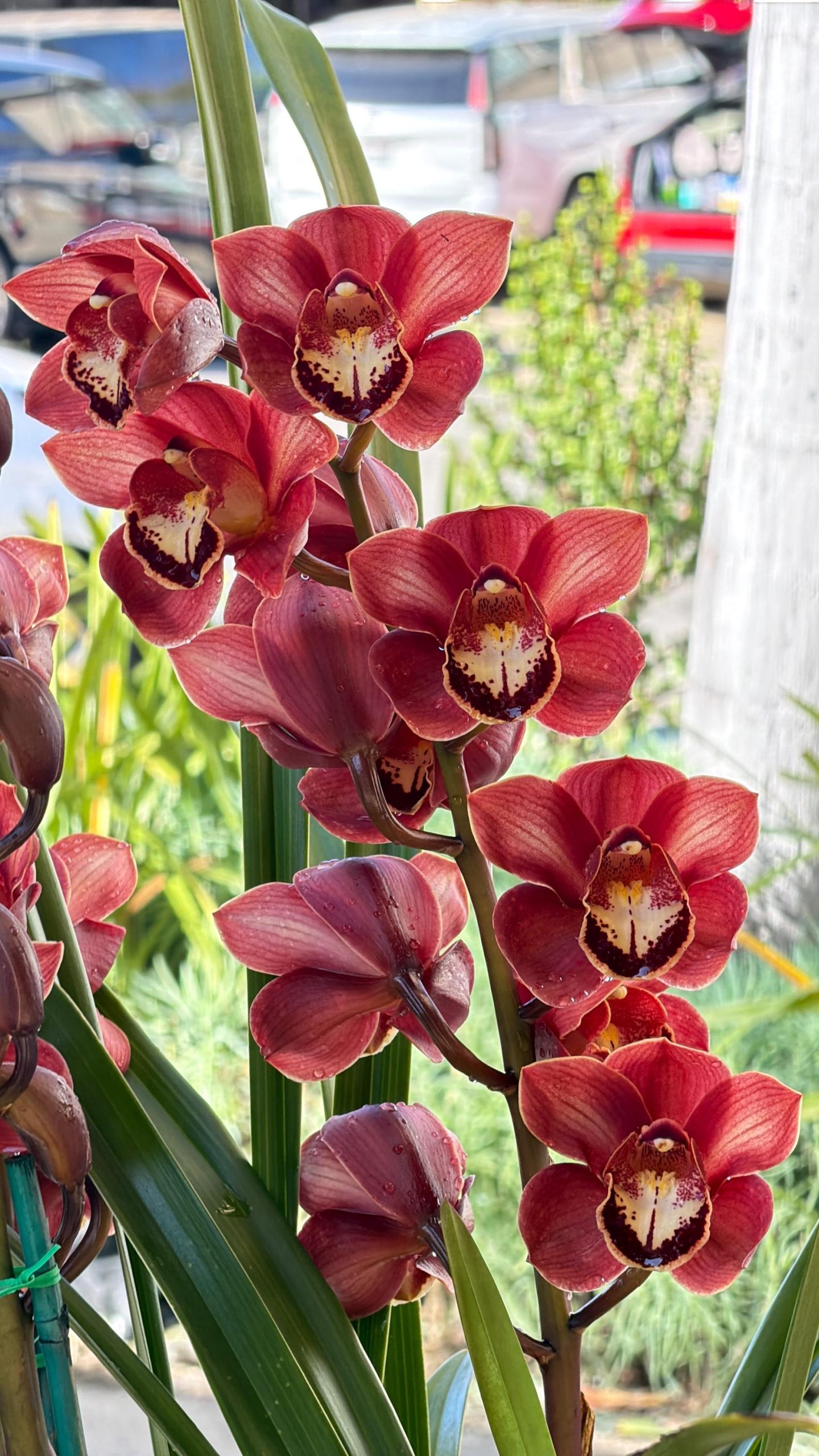 Cymbidium (Chocolate Drop x Blazing Carrot) 'Bronze'