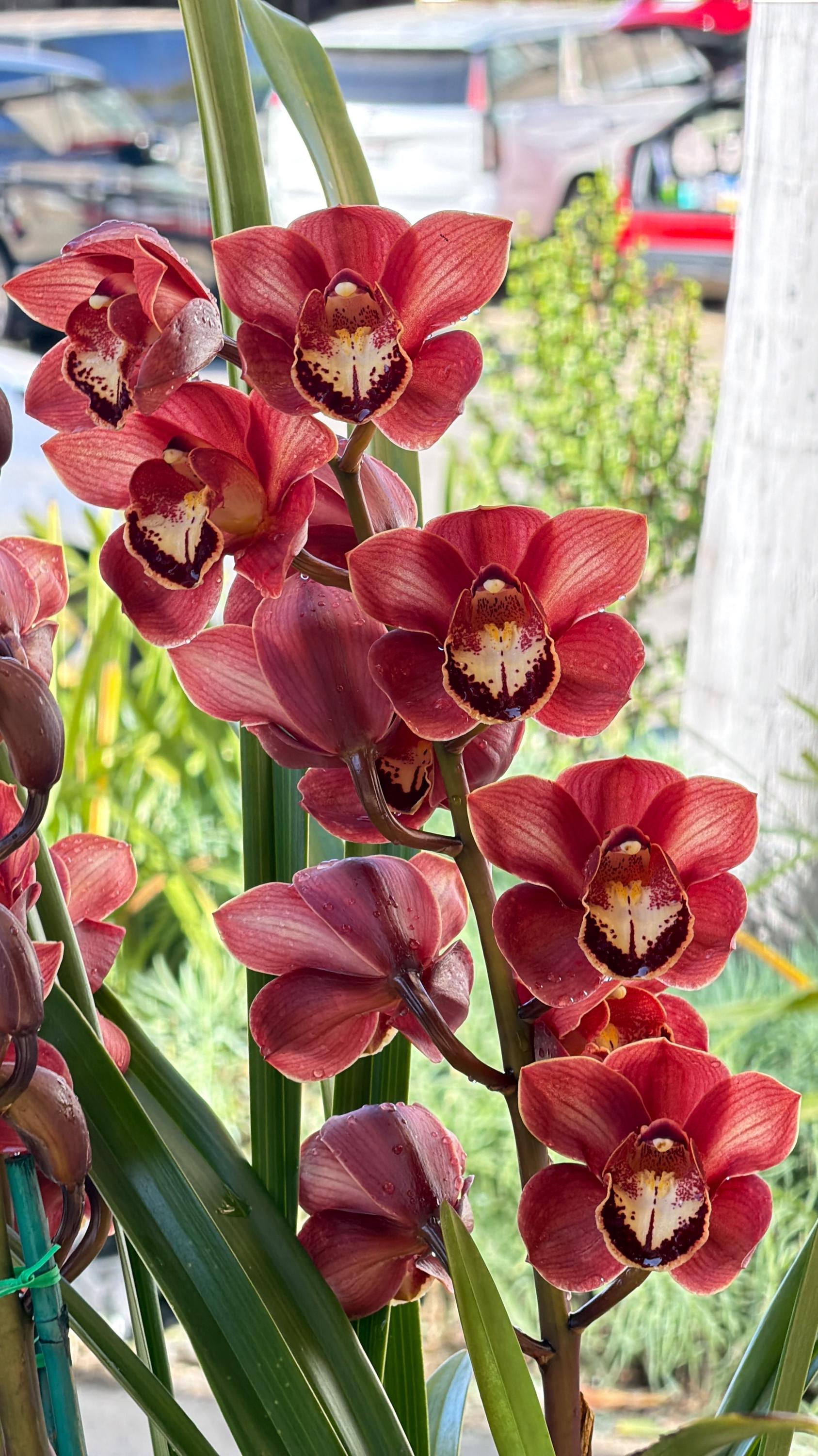 Cymbidium (Chocolate Drop x Blazing Carrot) 'Bronze'