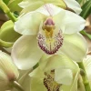 Cymbidium Kulnura Cherish 'GeeBee'